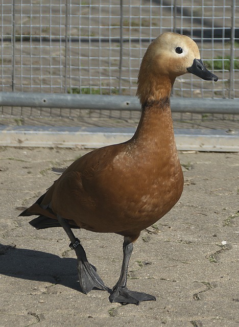 打门